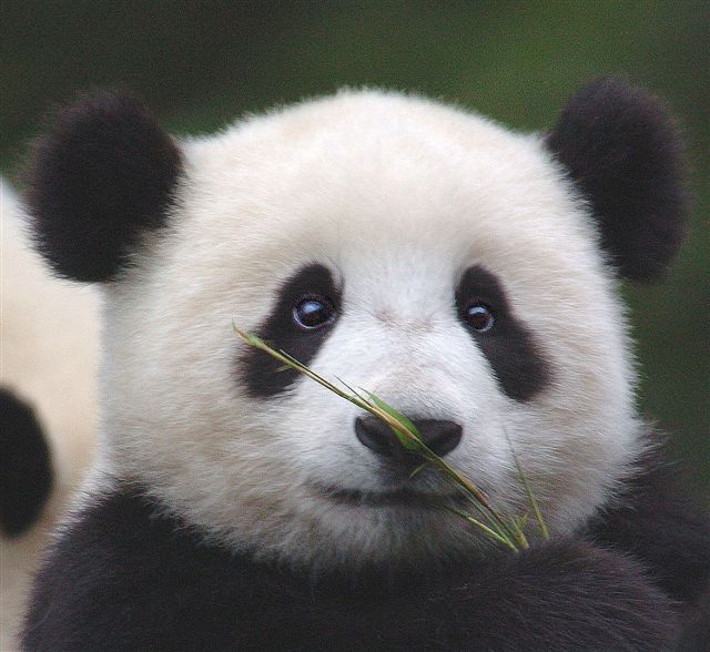 Tight close-up of a panda’s face framed by soft green leaves, black and white fur contrasting with the green background, calm and curious mood.